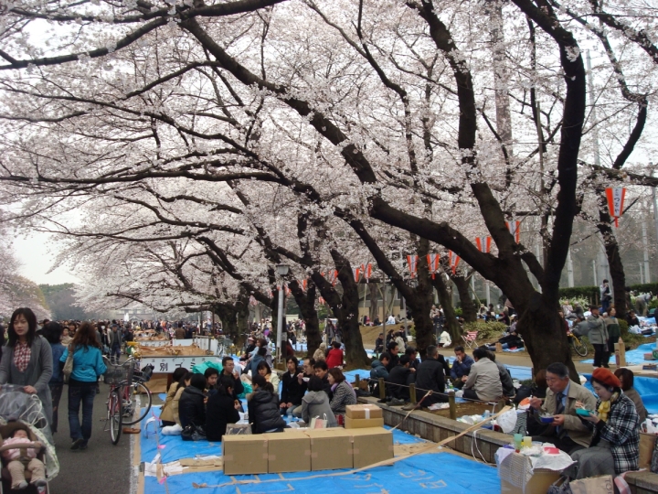sakura cherry blossom parties under the trees