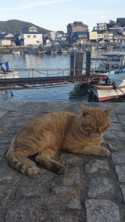 cat in tomonoura traveljapan