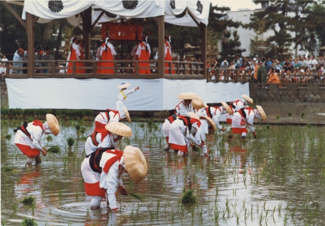 People in traditional costume and straw hats plant rice into a wet field in front of a ceremonial stage with monks as part of a Japanese summer matsuri festival