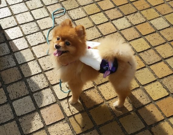 kawaii cute cosplay pomeranian dog in japan