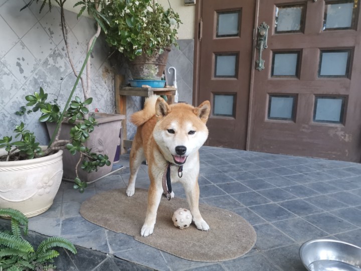 Japanese shiba inu dog