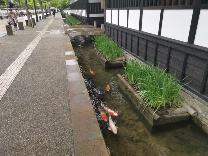 Canal with koi Tsuwano Shimane Japan