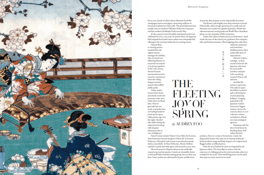 Old painting of Japanese people enjoying the sakura cherry blossoms